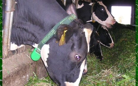 Каким должно быть кормление дойных коров для получения высокого удоя