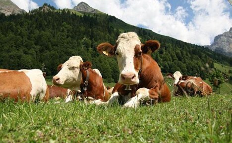 Изучаем породы коров по фото и описаниям