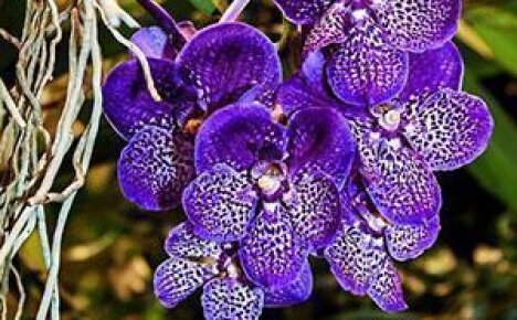 Тонкости ухода и размножения великолепной орхидеи Ванда