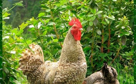 Необычная порода кур Маран: характеристики птицы, несущей «шоколадные» яйца