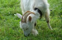 Как ухаживать за козой и чем ее кормить