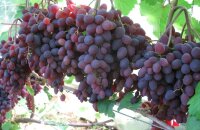 Когда созревает сорт винограда Кишмиш Запорожский и как у него обстоят дела с зимостойкостью