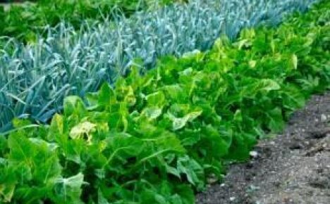 Секреты агротехники – чем засадить огород маленького размера, с затемнением и плохой дренажной системой