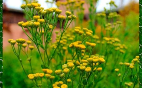 Лечебные свойства травы канупер и ее применение в фитотерапии