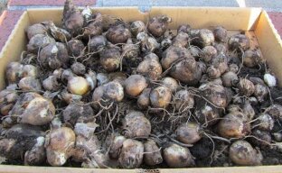 Как сохранить луковицы гиацинта до следующей весны