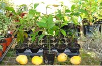 Как вырастить манго из косточки: выбор, проращивание и посадка