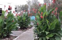 Как выращивать цветы канны в саду в Сибири — советы бывалых садоводов