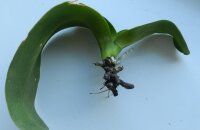 Четыре проверенных способа реанимации, если у орхидеи сгнили все корни, что делать, чтобы она отрастила их