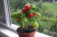 Как вырастить помидоры в квартире зимой — свежие овощи круглый год