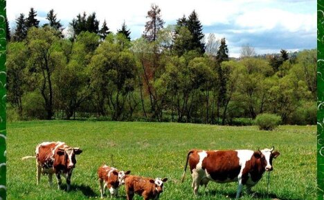Как организовать правильный выпас скота на пастбище