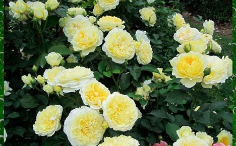Самая нежная и выносливая желтая английская роза Пилигрим