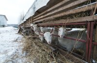 Содержание коз зимой без отопления — это просто в сухом и светлом козовнике