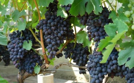 Сорта винограда – лучшие виды по срокам созревания, а также среди столовых и винных культур