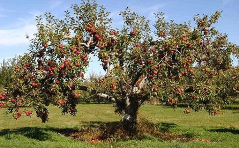 Садовые работы по летней обрезке яблонь