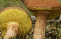 На заметку грибникам — такой многоликий гриб моховик, фото и описание видов