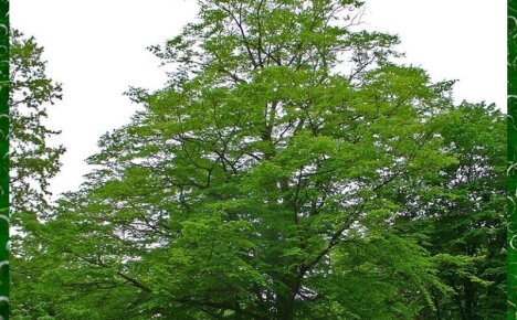 Как выглядит дерево граб – основные особенности популярных видов