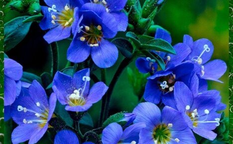 Иллюзия простора и ощущение глубины — голубые и синие цветы на монохромной клумбе