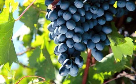 Чем лечить болезнь листа винограда милдью?