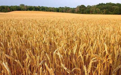 Особенности выращивания озимой пшеницы
