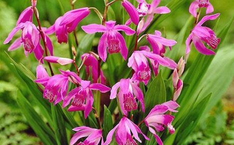 Орхидея блетилла: посадка и уход за растением