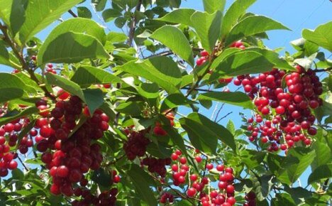 Красная черемуха – редкий гость наших садов