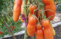 Где выращивать томат Казанова и что в нем особенного