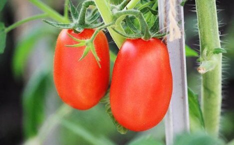 Как выращивать томаты сорта Челнок