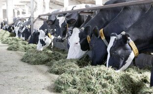 Молочное животноводство в промышленных масштабах