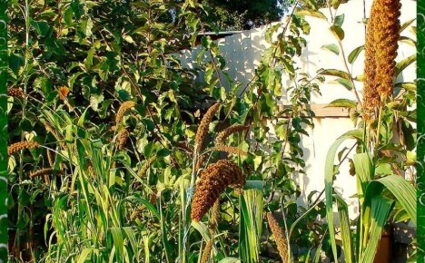 Растение чумиза – выращивание злаковой культуры на дачном участке