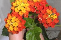 Цветок-радуга лантана камара — что в нем особенного и как вырастить