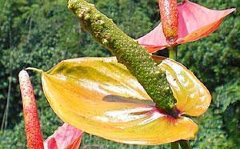 Новый цветок антуриум можно вырастить из семян