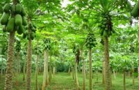 Где растет дынное дерево — знакомимся с экзотическим растением