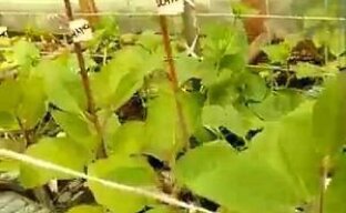 Формирование из рассады баклажан высокоплодородных растений — видео
