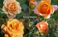 Как цветет шикарная француженка — роза парковая Реми Мартин