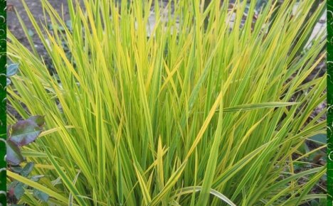 Полезные свойства травы осоки в фитотерапии и косметологии