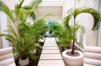 Уход за пальмой в домашних условиях — тонкости выращивания экзотов
