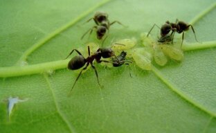 Все о разносчиках тли муравьях