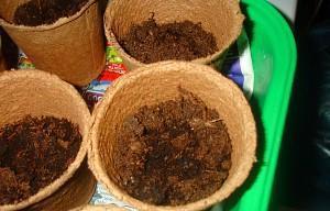 Как выращивают баклажаны в домашних условиях?