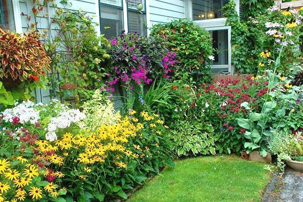 Обзор самых простых долгоцветущих многолетников для дачи и сада с фото