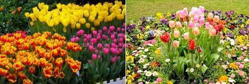 Обзор самых простых долгоцветущих многолетников для дачи и сада с фото