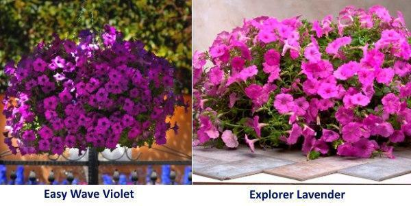 Петуния Easy Wave Violet и Explorer Lavender