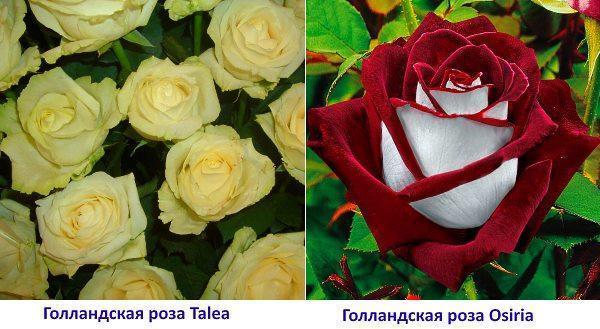 Фото голландская роза Osiria и Talea