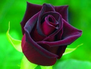 Голланская роза Black Baccara
