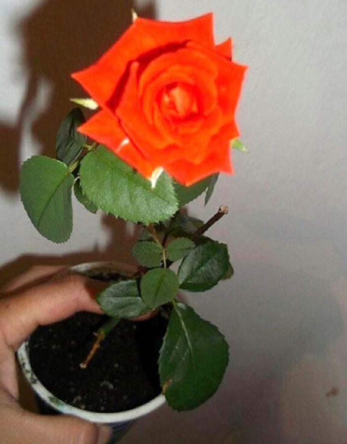 Как из подаренной розы вырастить куст в домашних условиях фото пошагово