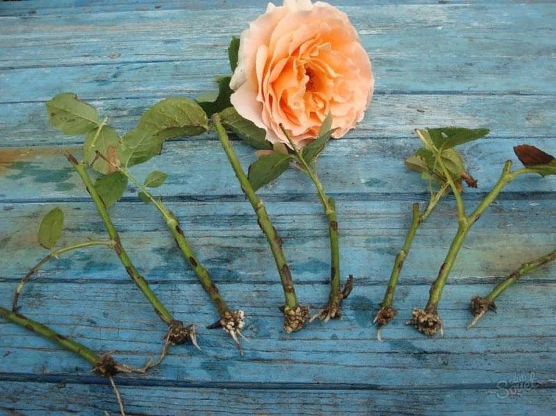 Как черенковать розы из букета в домашних условиях пошагово летом с фото простые