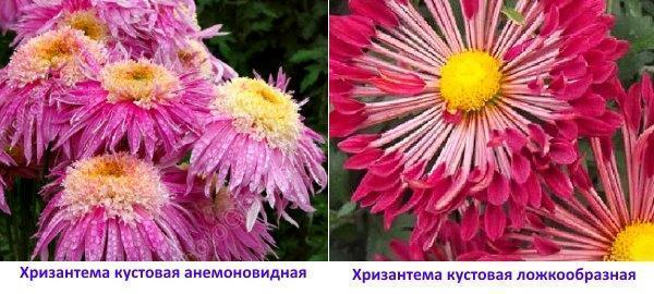 Фото хризантемы кустовой анемоновидной и ложкообразной