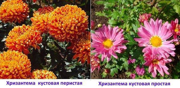 Хризантемы: кустовая перистая и кустовая простая