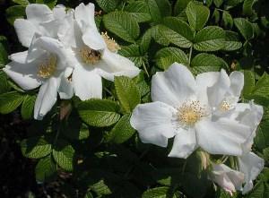 Белая морщинистая роза