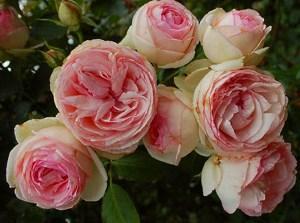 пионовидная роза фото