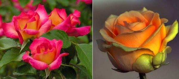 чайно-гибридные розы